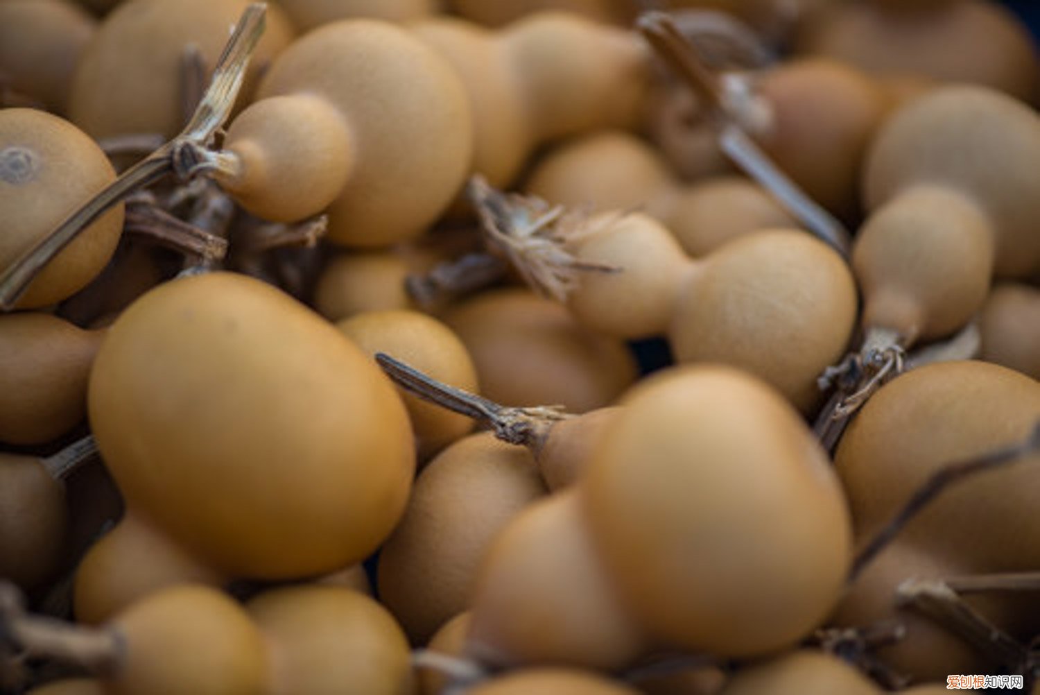 籽葫芦的栽培技术 干葫芦籽的种植方法