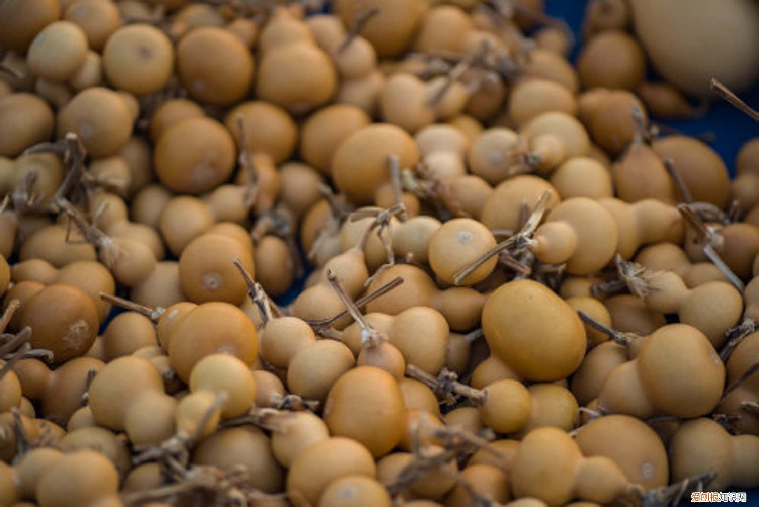 籽葫芦的栽培技术 干葫芦籽的种植方法