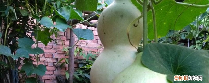 籽葫芦的栽培技术 干葫芦籽的种植方法