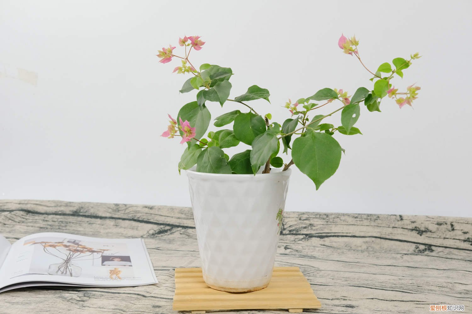 怎样扦插三角梅? 怎样扦插三角梅