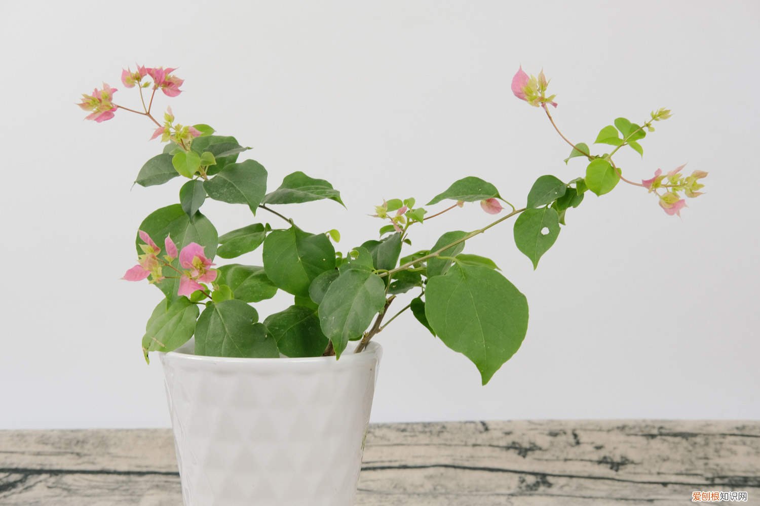 怎样扦插三角梅? 怎样扦插三角梅