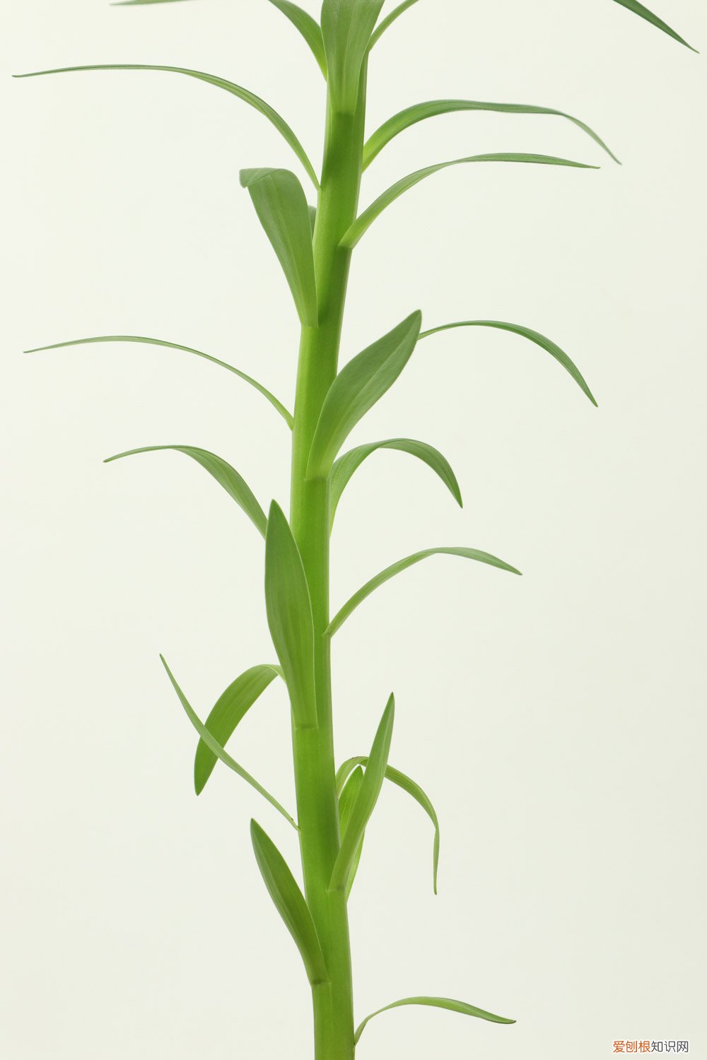 百合花怎么养殖方法 百合花怎么养殖