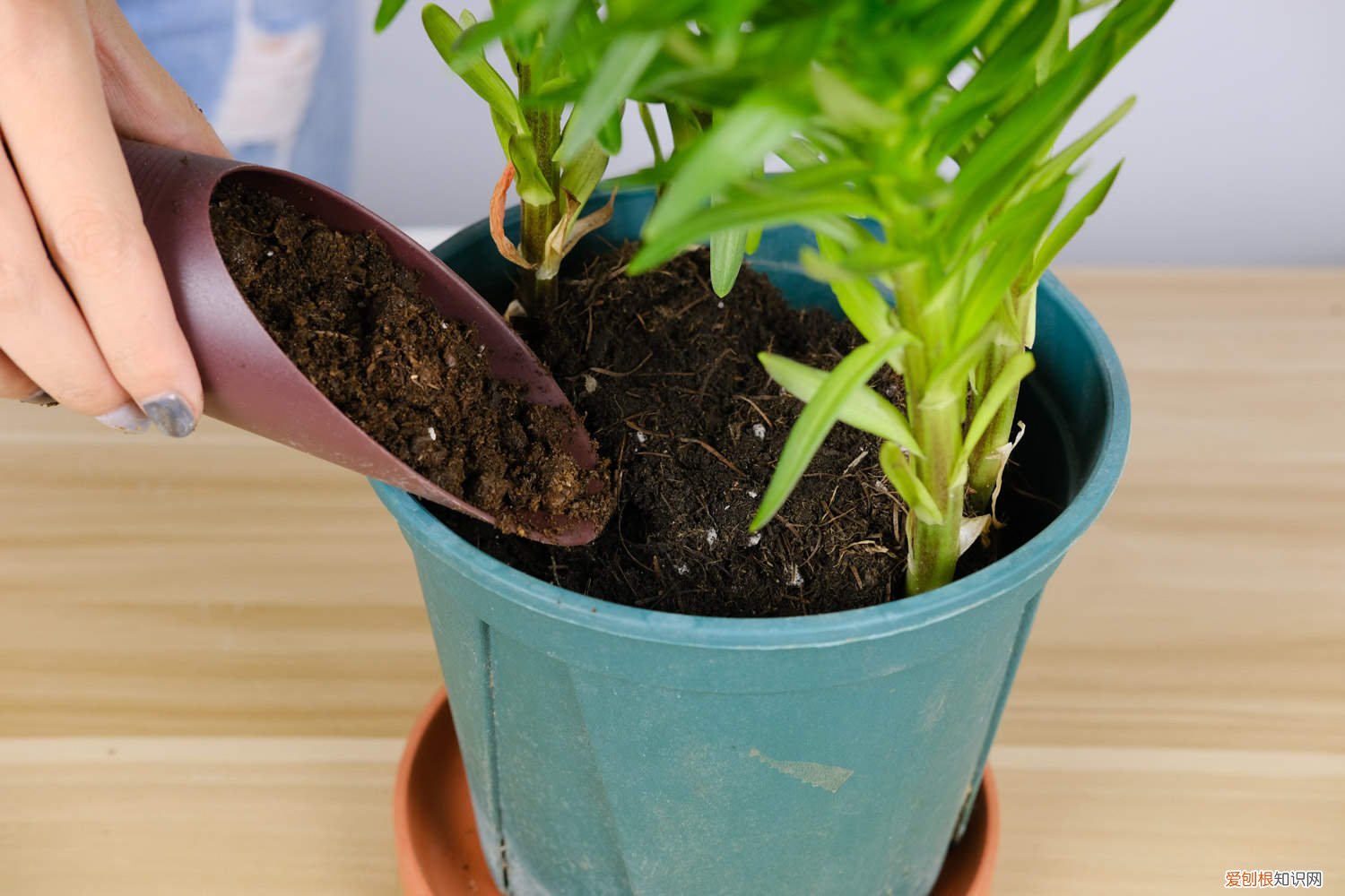 百合花怎么养殖方法 百合花怎么养殖