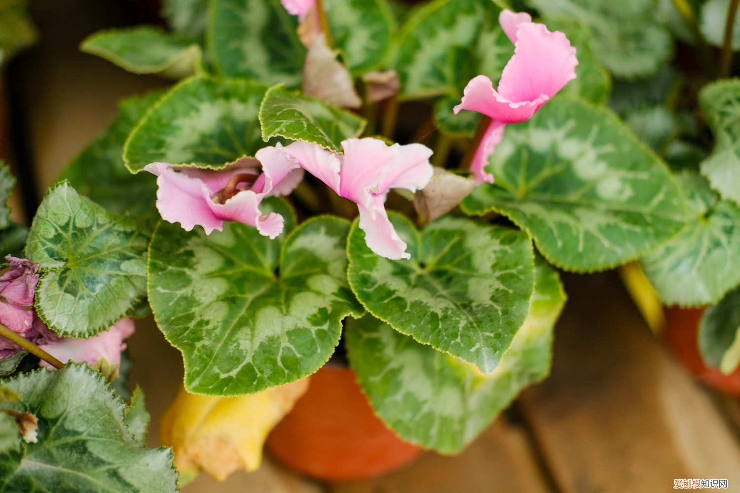 仙客来好养吗 新手能养吗 仙客来好养吗