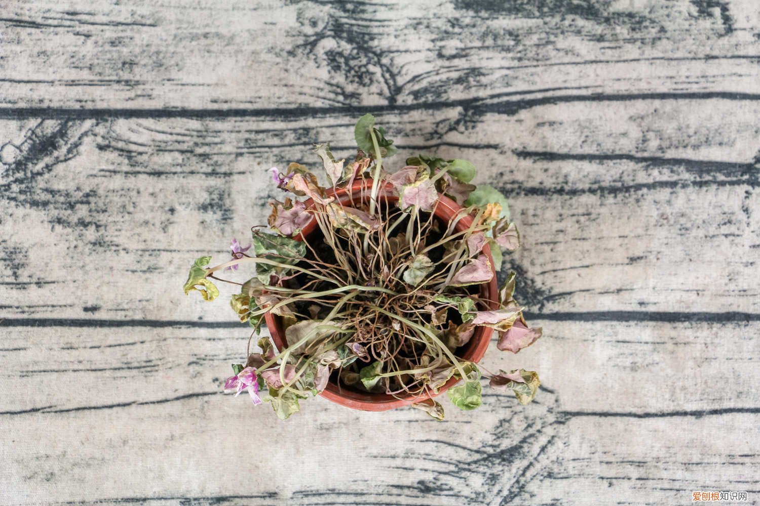 仙客来好养吗 新手能养吗 仙客来好养吗