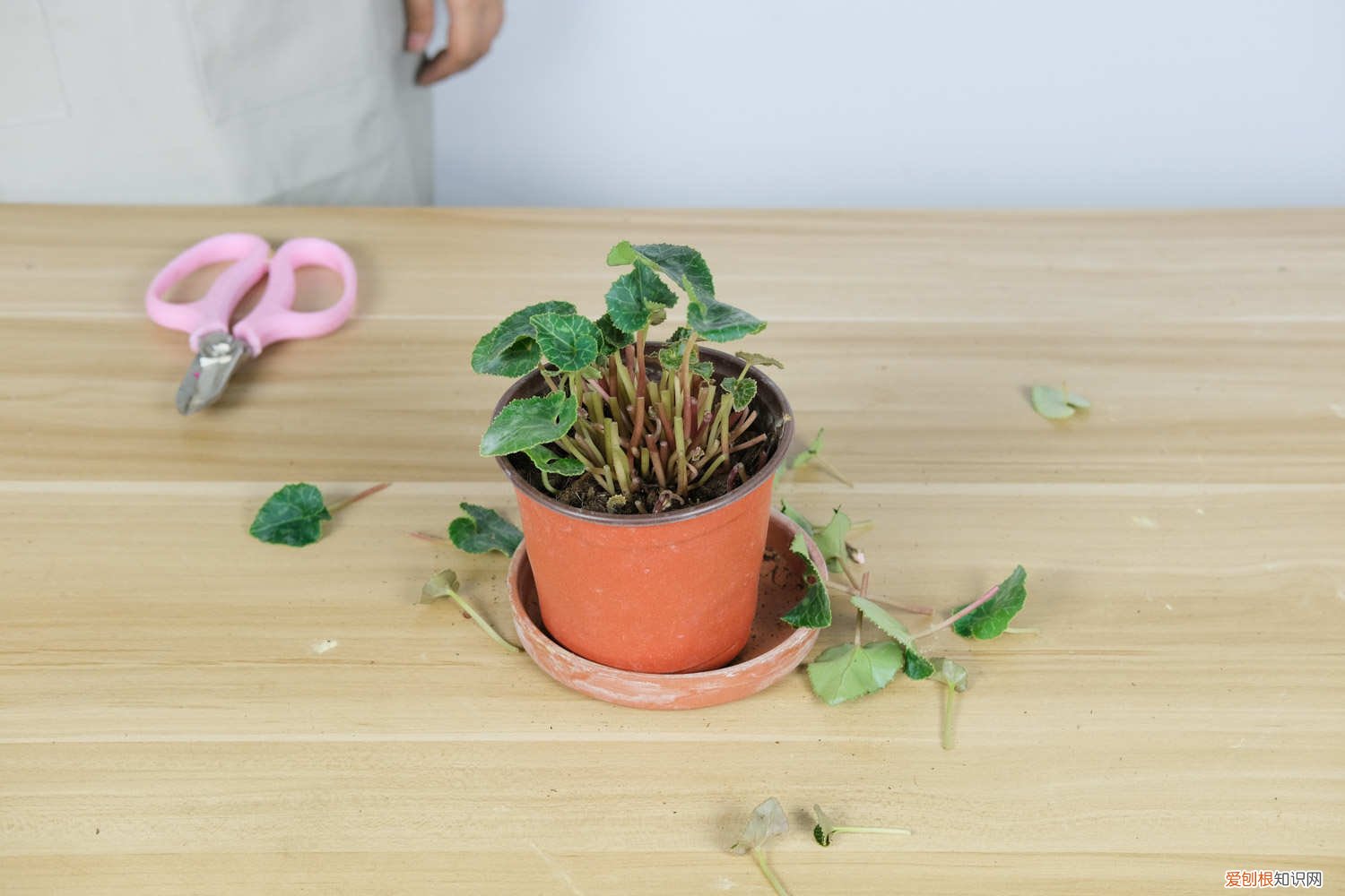 仙客来好养吗 新手能养吗 仙客来好养吗