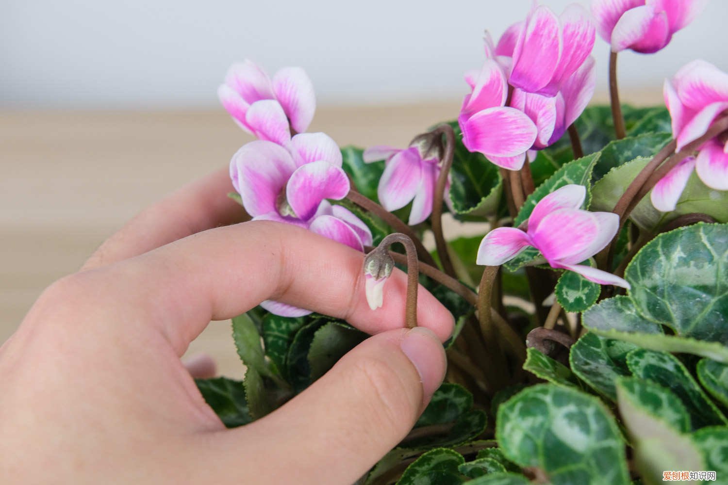 仙客来怎样越冬 仙客来怎样过冬