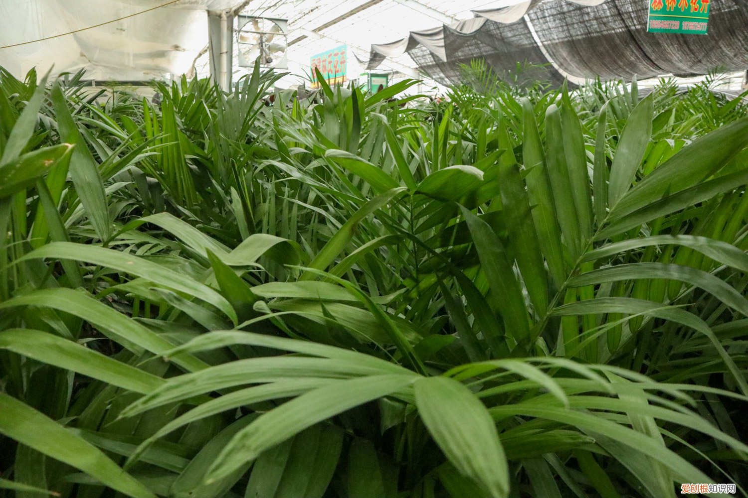 夏威夷椰子的养殖方法和注意事项 夏威夷椰子怎么养