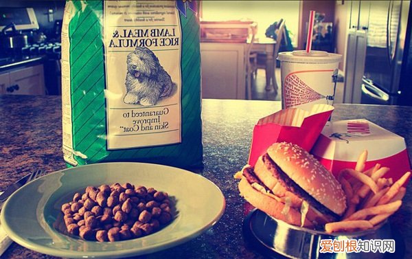 宝路狗粮吃了掉毛 宝路狗粮怎么吃