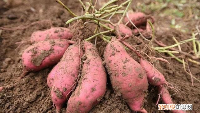 蔬菜也有保质期这样的菜千万别吃