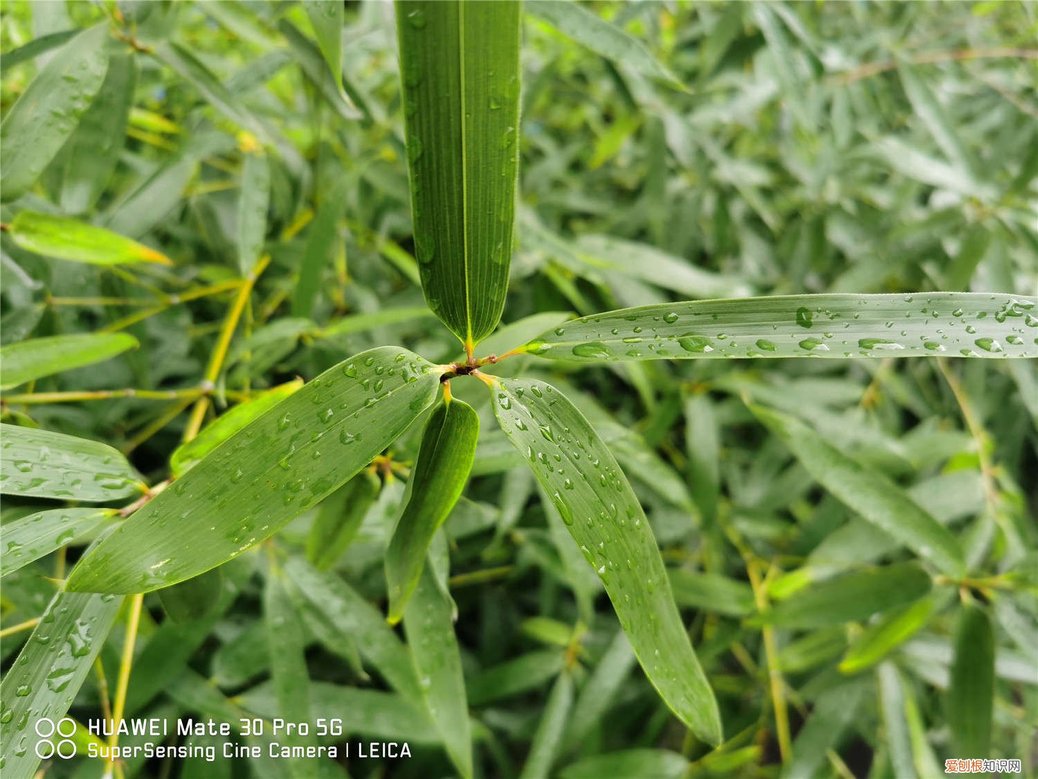 夏威夷竹子修剪视频讲解 夏威夷竹子怎么修剪