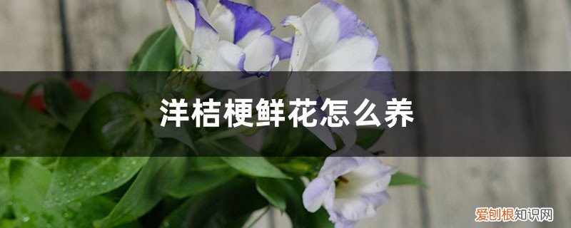 洋桔梗鲜花怎么养活 洋桔梗鲜花怎么养