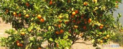 橘子籽怎么种小盆栽 橘子籽怎么种