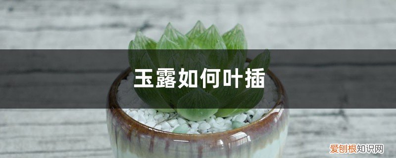 玉露的叶插方法和注意事项 玉露如何叶插