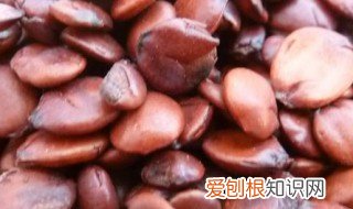 炒酸枣仁功效与作用吃法 炒酸枣仁功效与作用