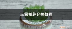 玉露怎么分株 玉露侧芽分株教程