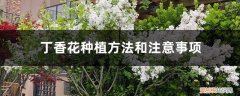 丁香花种植方法和注意事项视频 丁香花种植方法和注意事项