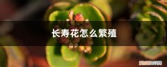 长寿花怎么繁殖什么季节最好 长寿花怎么繁殖