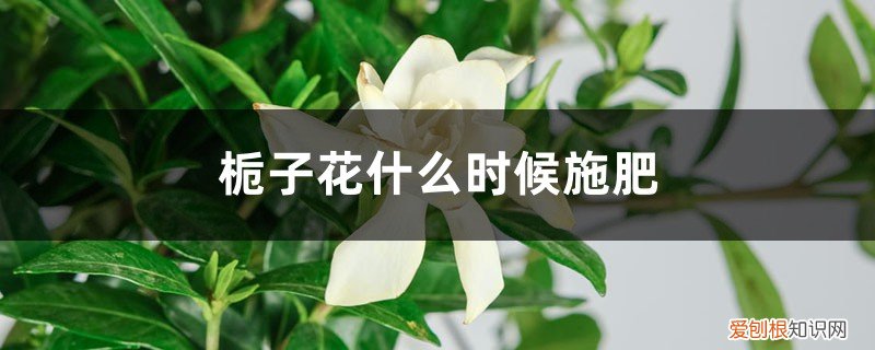 栀子花多长时间施肥 栀子花什么时候施肥