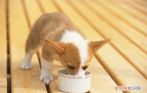 小柯基狗粮泡多久 柯基幼犬狗粮怎么泡