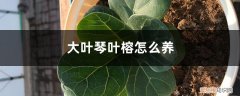 大叶琴叶榕养护 大叶琴叶榕怎么养