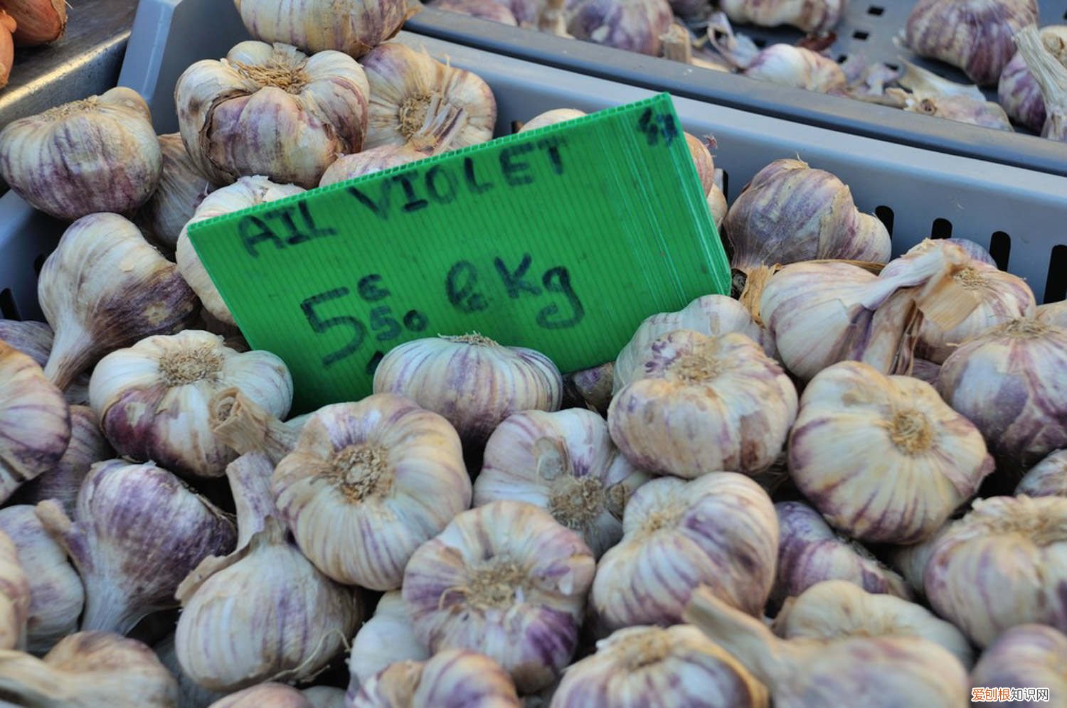 大蒜怎么养绿萝 大蒜怎么养