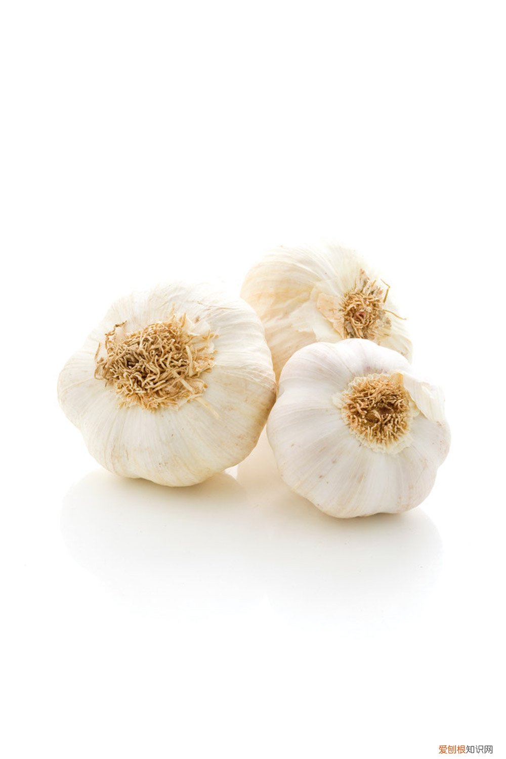 大蒜怎么养绿萝 大蒜怎么养