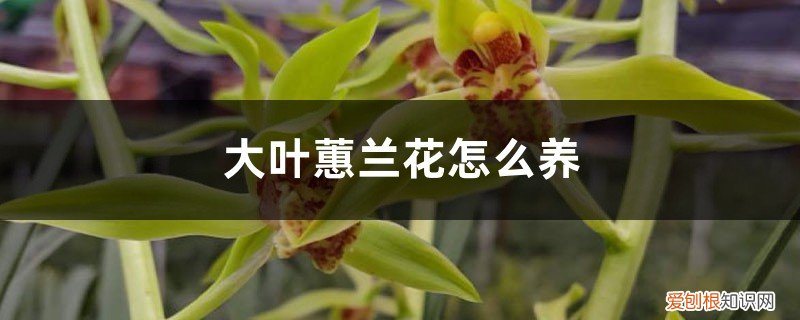 怎样养植大花蕙兰 大叶蕙兰花怎么养