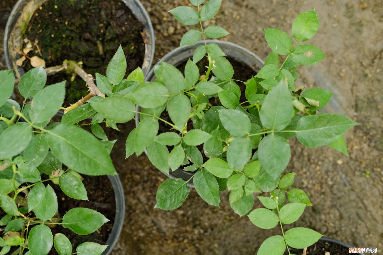 月季花扦插有哪些方法视频 月季花扦插有哪些方法