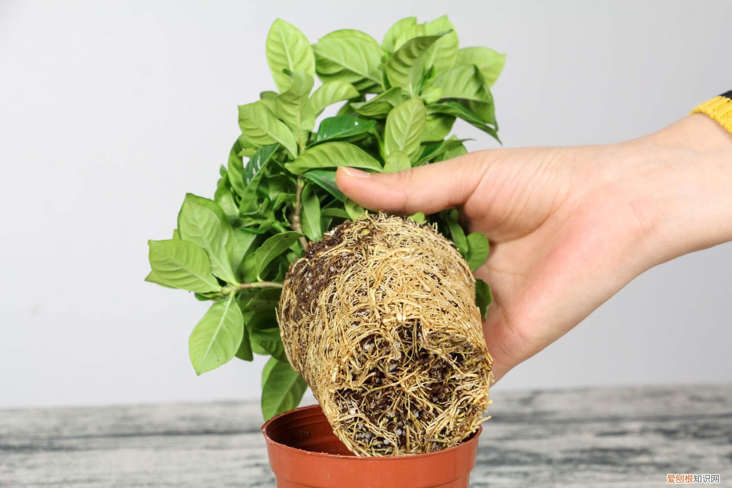 栀子花换土后怎么浇水 栀子花换土注意事项