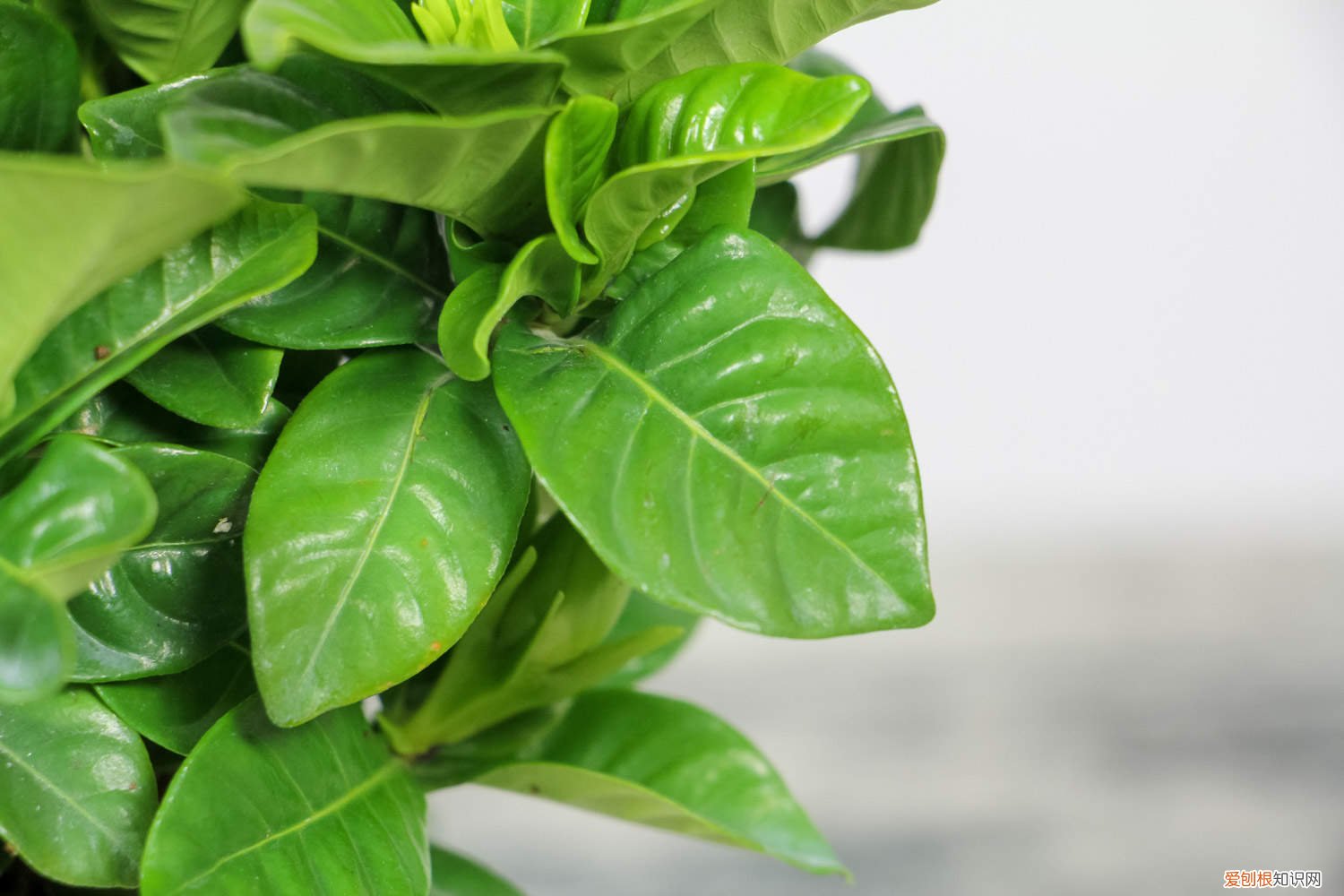 栀子花换土后怎么浇水 栀子花换土注意事项