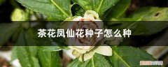 茶花凤仙的种子图片 茶花凤仙花种子怎么种