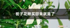 刚买回来的栀子花蔫了怎么办 栀子花刚买回来就蔫了怎么办