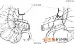 阑尾炎在哪边? 阑尾炎在哪边