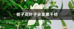 栀子花叶子尖发黑干枯什么原因引起的 栀子花叶子尖发黑干枯什么原因