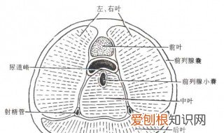 前列腺在哪儿图示 前列腺在哪