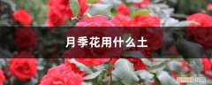 月季花什么土质好 月季花用什么土