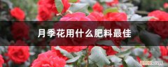 月季花用什么花肥好 月季花用什么肥料最佳