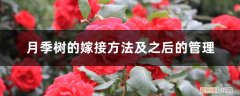 怎么嫁接月季树 月季树的嫁接方法及之后的管理