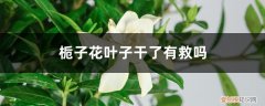 栀子花叶子干了还能救活吗 栀子花叶子干了有救吗