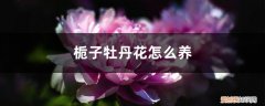 栀子牡丹怎么繁殖 栀子牡丹花怎么养