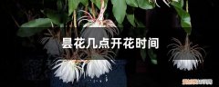 昙花几点开花时间最长 昙花几点开花时间