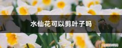 水仙花叶子长了可以剪吗 水仙花可以剪叶子吗