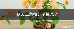 三角梅冬季叶子掉光了怎么处理 冬天三角梅叶子掉光了怎么办