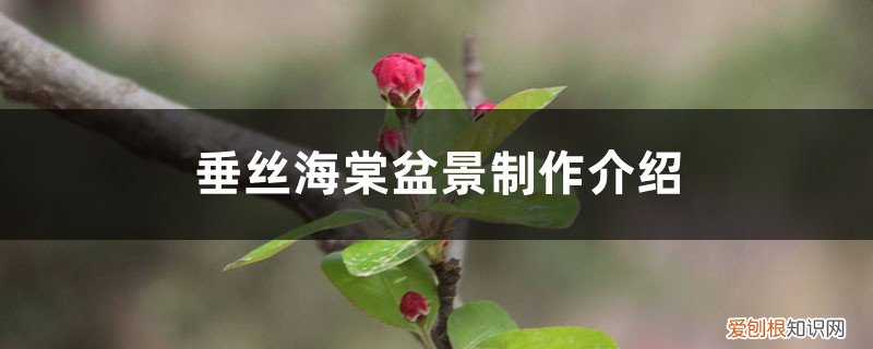 垂丝海棠盆景怎样修剪 垂丝海棠盆景制作介绍