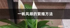 一帆风顺盆栽怎么繁殖 一帆风顺的繁殖方法