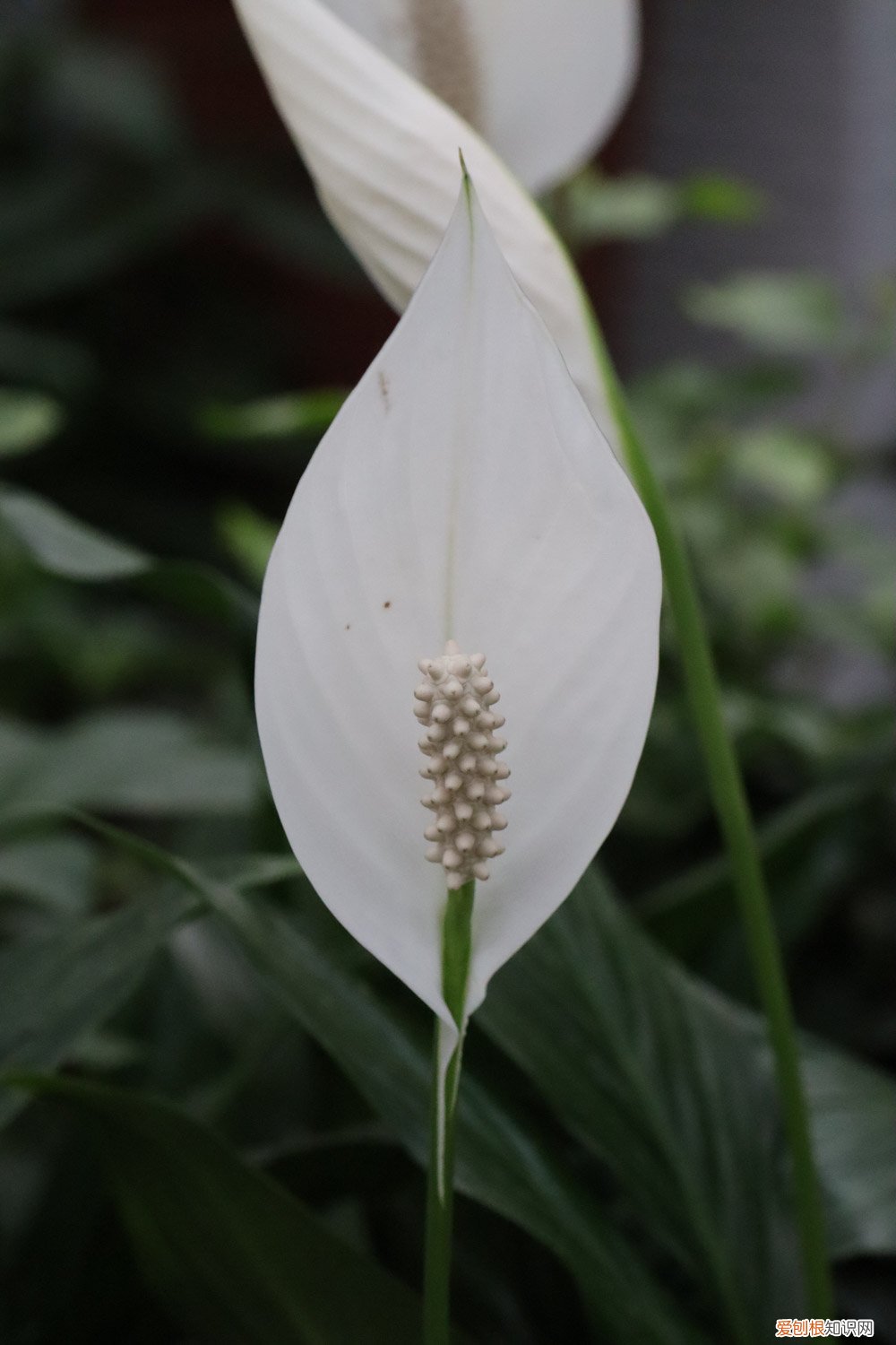 一帆风顺盆栽怎么繁殖 一帆风顺的繁殖方法