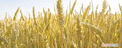小麦前十名品种 中国十大小麦新品种
