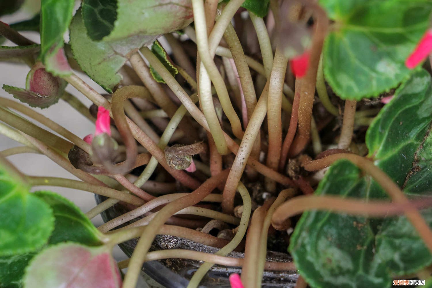 新买的仙客来怎么养，冬天怎么浇水