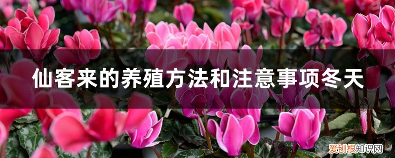 新买的仙客来怎么养，冬天怎么浇水